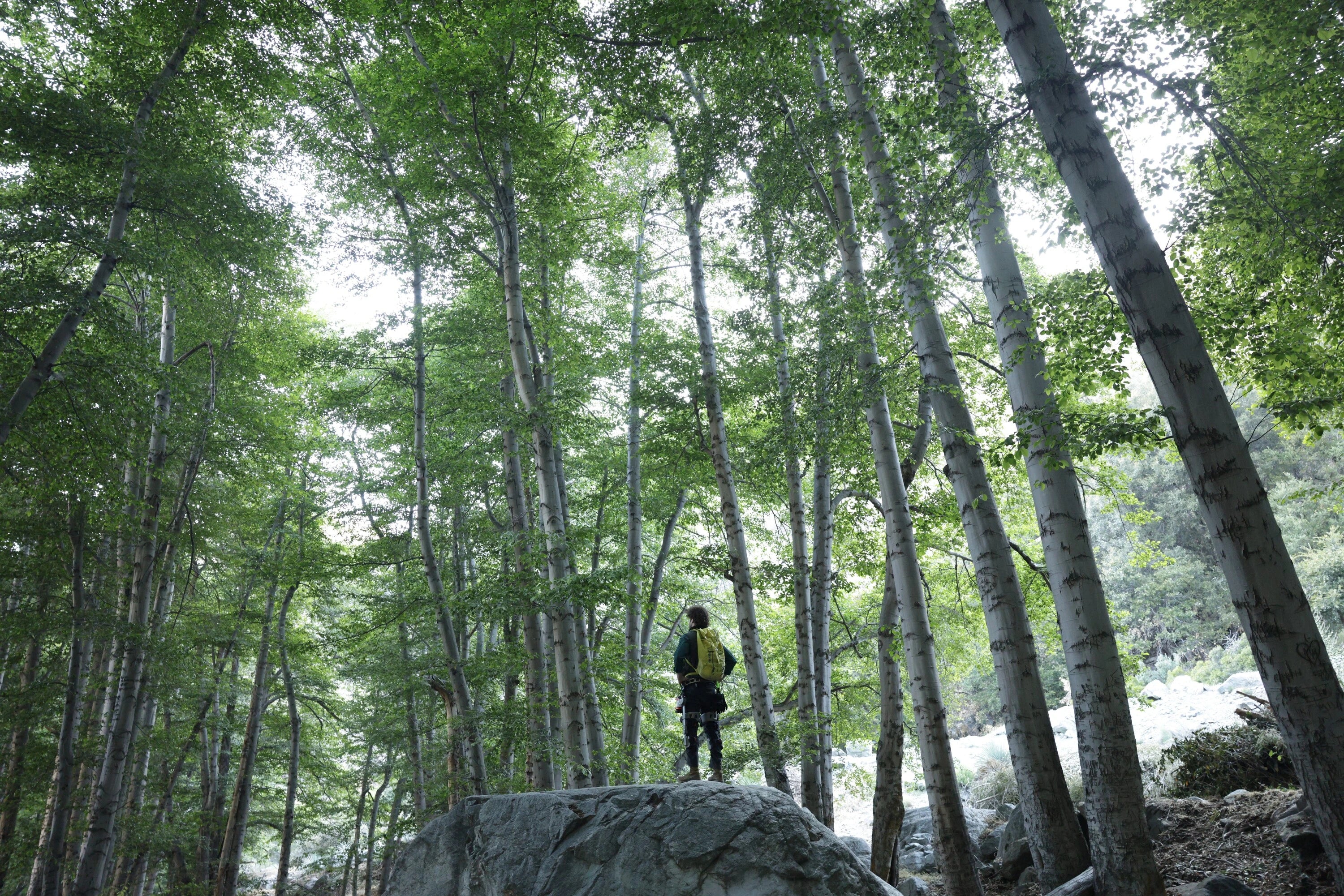 Man wearing Ascentiz exoskeleton standing on rock in deep forest looking into the distance